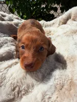 Annie, a female Miniature Dachshund for sale in Pueblo, CO – 3 of 3