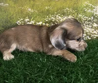 Longhaired and tiny Darwin , a male Miniature Dachshund for sale in Pueblo, CO – 4 of 4