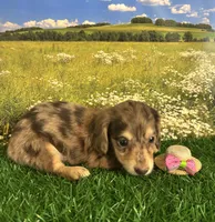 Longhaired and tiny C, a female Miniature Dachshund for sale in Pueblo, CO – 2 of 2