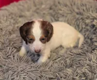Longhaired George , a male Miniature Dachshund for sale in Pueblo, CO – 3 of 3