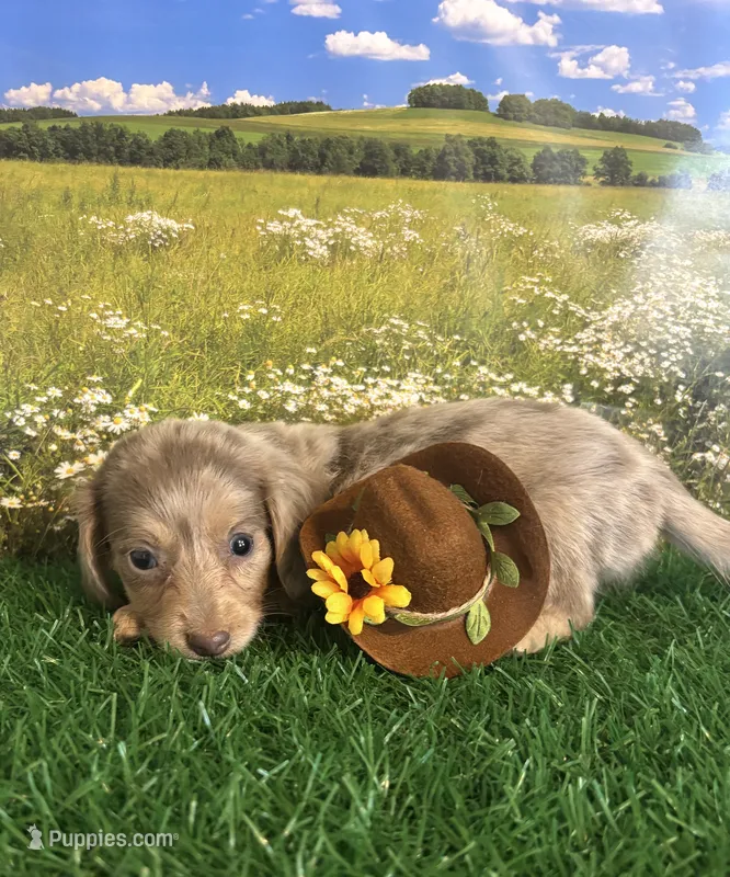 Longhaired/tiny for Nyah – Miniature Dachshund puppy for sale in Pueblo, CO