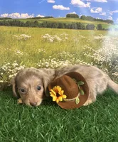 Longhaired/tiny for Nyah, a male Miniature Dachshund for sale in Pueblo, CO – 1 of 2