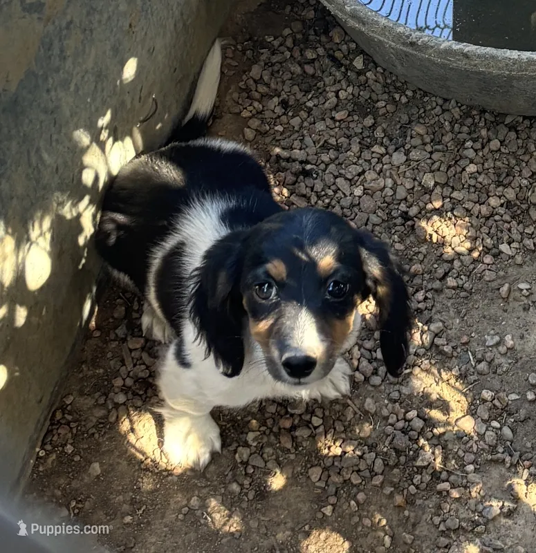 LH Tiny Splash – Miniature Dachshund puppy for sale in Pueblo, CO