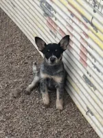 Mini Molly , a female Australian Cattle Dog for sale in Pueblo, CO – 1 of 4