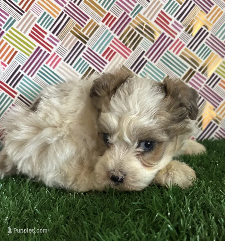 Sky blue – Maltipoo puppy for sale in Pueblo, CO