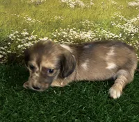 Longhaired and tiny Darwin , a male Miniature Dachshund for sale in Pueblo, CO – 3 of 4
