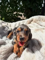  Violet, a female Miniature Dachshund for sale in Pueblo, CO – 3 of 5