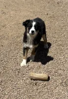 Emmie, a female Miniature Australian Shepherd for sale in Pueblo, CO – 4 of 4