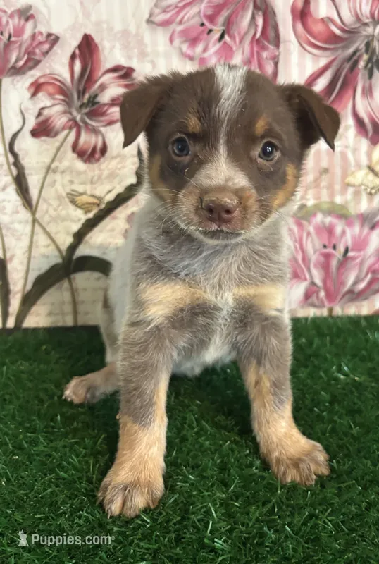 Lavender – Australian Cattle Dog puppy for sale in Pueblo, CO