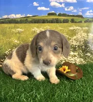 Longhaired and tiny D, a male Miniature Dachshund for sale in Pueblo, CO – 2 of 2