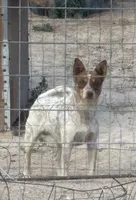 Grey, a female Australian Cattle Dog for sale in Pueblo, CO – 3 of 4