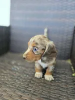 Sky blue longhair, a female Miniature Dachshund for sale in Pueblo, CO – 5 of 6