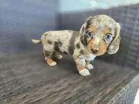 Sky blue longhair, a female Miniature Dachshund for sale in Pueblo, CO – 2 of 6