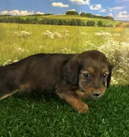 Long haired and tiny George, a male Miniature Dachshund for sale in Pueblo, CO – 2 of 2