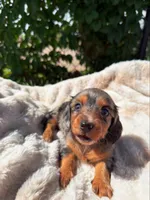  Violet, a female Miniature Dachshund for sale in Pueblo, CO – 1 of 5