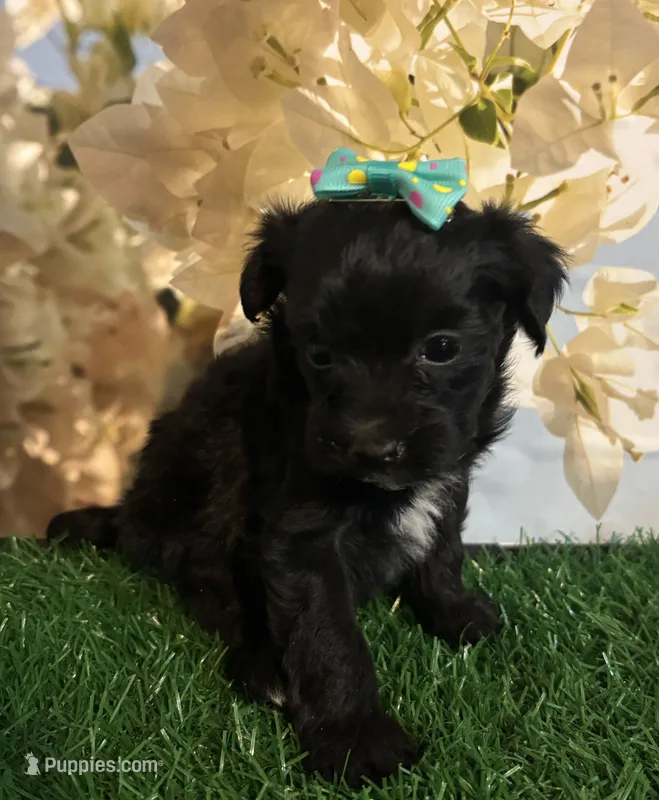 TINY Demi – Maltipoo puppy for sale in Pueblo, CO