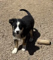 Emmie, a female Miniature Australian Shepherd for sale in Pueblo, CO – 1 of 4