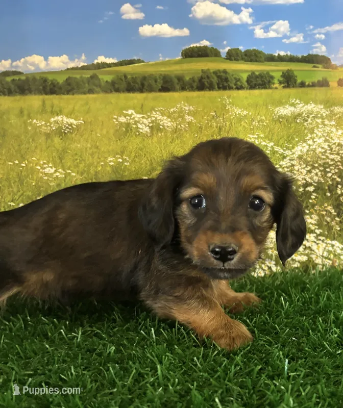 Long haired and tiny George – Miniature Dachshund puppy for sale in Pueblo, CO