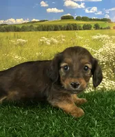 Long haired and tiny George, a male Miniature Dachshund for sale in Pueblo, CO – 1 of 2