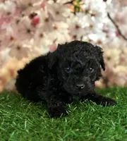 Mork, a male Poodle - Toy  for sale in Pueblo, CO – Photo 1 of 3