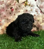 Mork, a male Poodle - Toy  for sale in Pueblo, CO – Photo 3 of 3