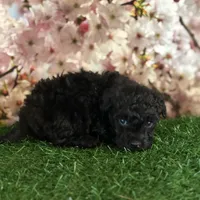 Mork, a male Poodle - Toy  for sale in Pueblo, CO – Photo 2 of 3