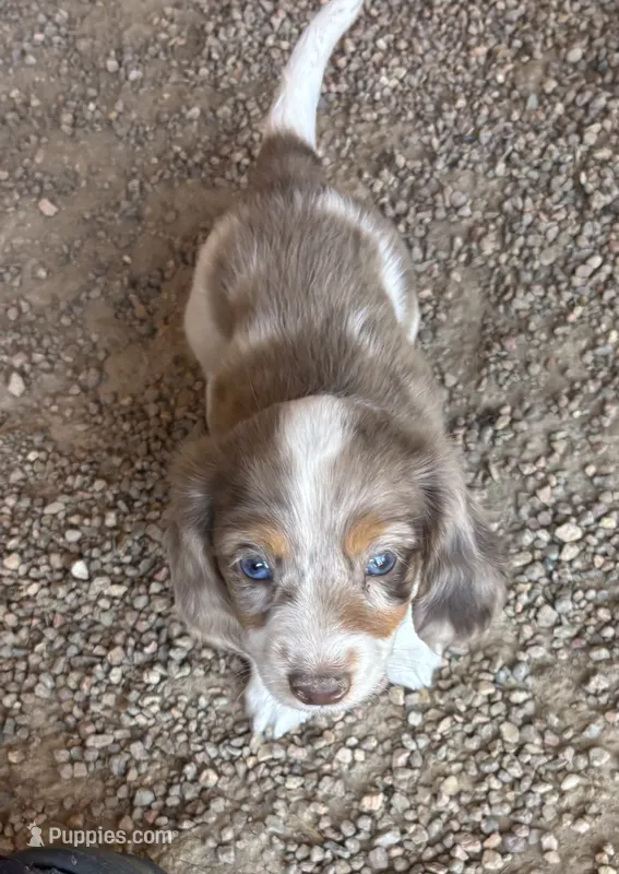 Longhaired Larry – Miniature Dachshund puppy for sale in Pueblo, CO