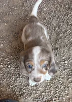 Longhaired Larry, a male Miniature Dachshund for sale in Pueblo, CO – 1 of 5