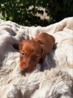 Annie, a female Miniature Dachshund for sale in Pueblo, CO – 2 of 3
