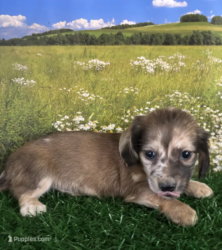 Longhaired and tiny Darwin  – Miniature Dachshund puppy for sale in Pueblo, CO