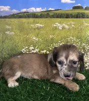 Longhaired and tiny Darwin , a male Miniature Dachshund for sale in Pueblo, CO – 1 of 4