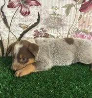 Purple, a female Australian Cattle Dog for sale in Pueblo, CO – 2 of 4