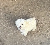 TEACUP TOMMY, a male Poodle - Toy  for sale in Pueblo, CO – 2 of 2