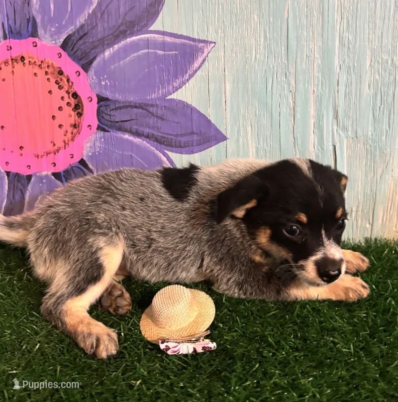 Mini Molly  – Australian Cattle Dog puppy for sale in Pueblo, CO