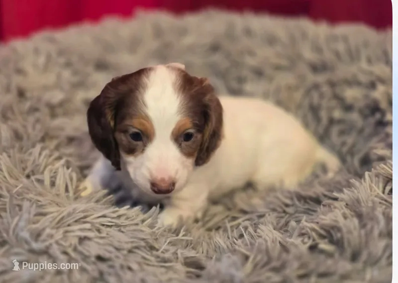 Longhaired George  – Miniature Dachshund puppy for sale in Pueblo, CO