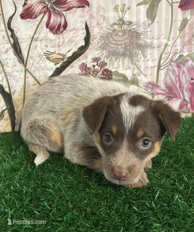 Red – Australian Cattle Dog puppy for sale in Pueblo, CO