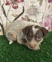Red, a female Australian Cattle Dog for sale in Pueblo, CO – 1 of 4