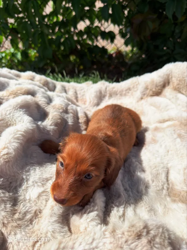 Annie – Miniature Dachshund puppy for sale in Pueblo, CO