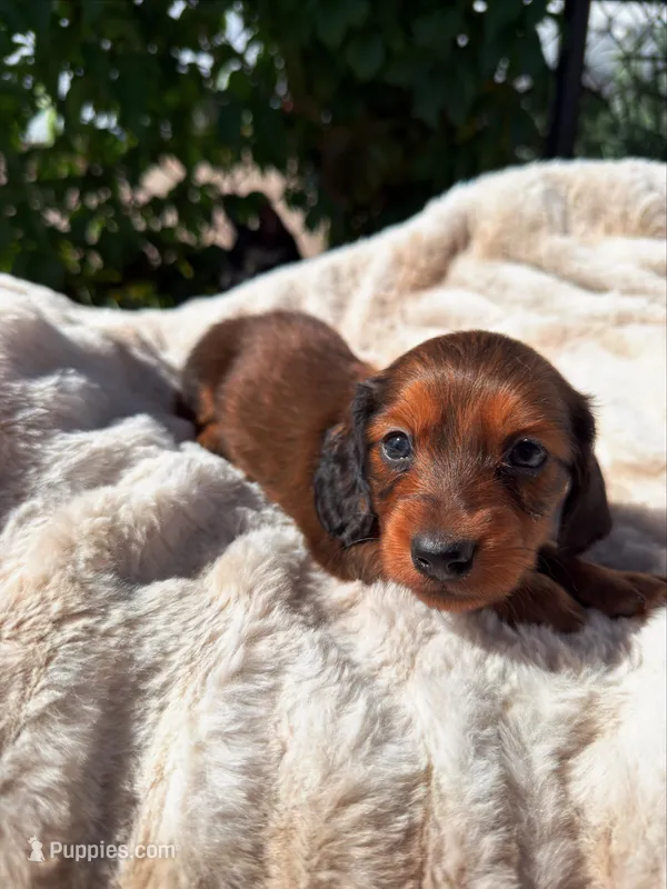 Willie – Miniature Dachshund puppy for sale in Pueblo, CO