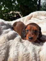 Willie, a male Miniature Dachshund for sale in Pueblo, CO – 1 of 3