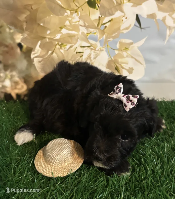 TINY Candi – Maltipoo puppy for sale in Pueblo, CO