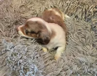 Longhaired Larry, a male Miniature Dachshund for sale in Pueblo, CO – 3 of 5