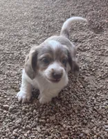 Longhaired Larry, a male Miniature Dachshund for sale in Pueblo, CO – 4 of 5