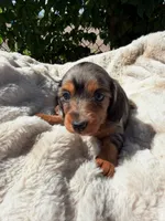  Violet, a female Miniature Dachshund for sale in Pueblo, CO – 5 of 5