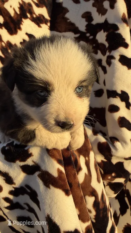 Daisy – Miniature Australian Shepherd puppy for sale in Pueblo, CO