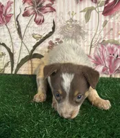 Grey, a female Australian Cattle Dog for sale in Pueblo, CO – 2 of 4