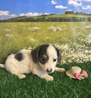 Longhaired and tiny B, a female Miniature Dachshund for sale in Pueblo, CO – 2 of 2