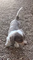 Longhaired Larry, a male Miniature Dachshund for sale in Pueblo, CO – 5 of 5