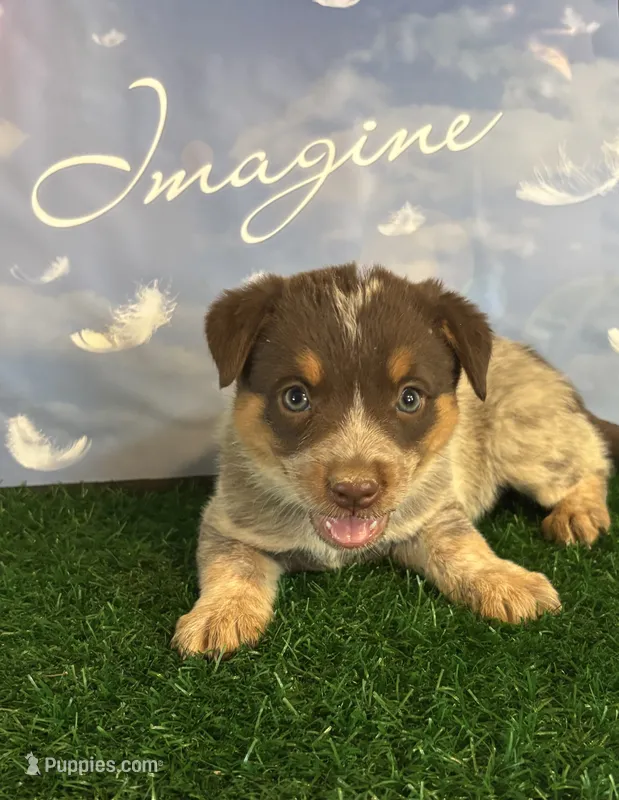Greenie – Australian Cattle Dog puppy for sale in Pueblo, CO