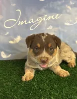 Greenie, a male Australian Cattle Dog for sale in Pueblo, CO – 1 of 5